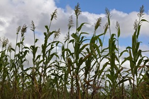 Local Malawi variety of sorghum